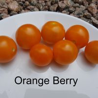 Orange Berry